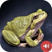 Звуци на жаба