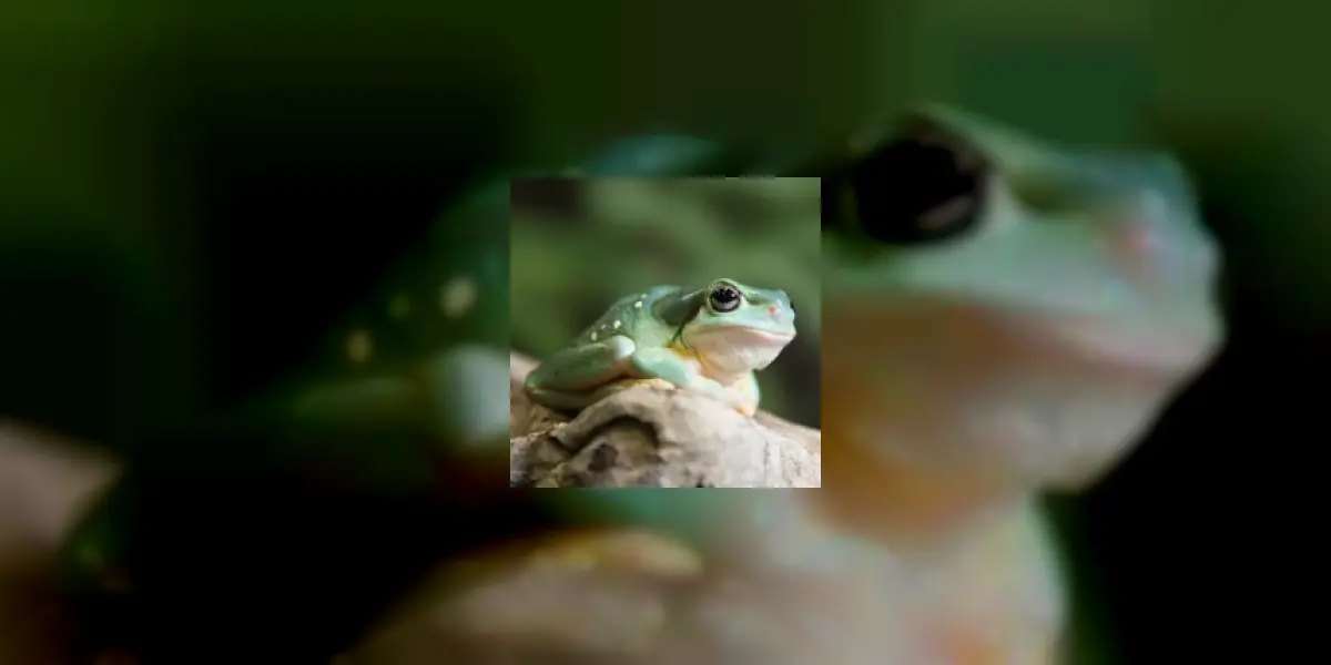 Frog Wallpaper